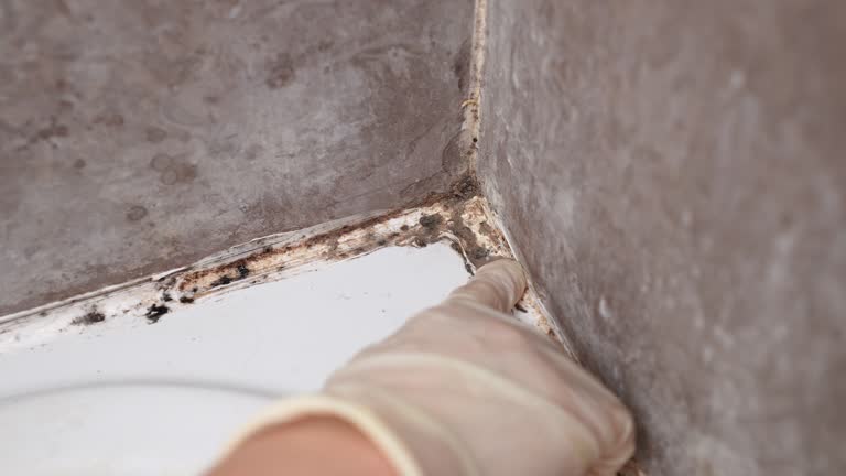 Mold Odor Removal Services in Gilbertsville, PA