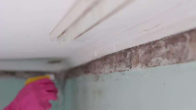Best Commercial Mold Inspection  in Gilbertsville, PA